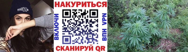 Марихуана план  Кирс 